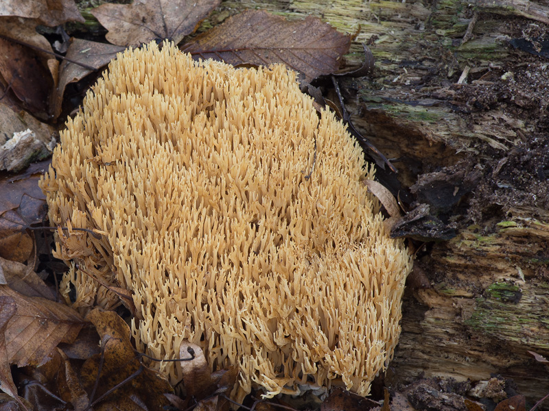 Ramaria myceliosa